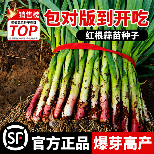 红根蒜苗种蒜苗种子阳台盆栽可种