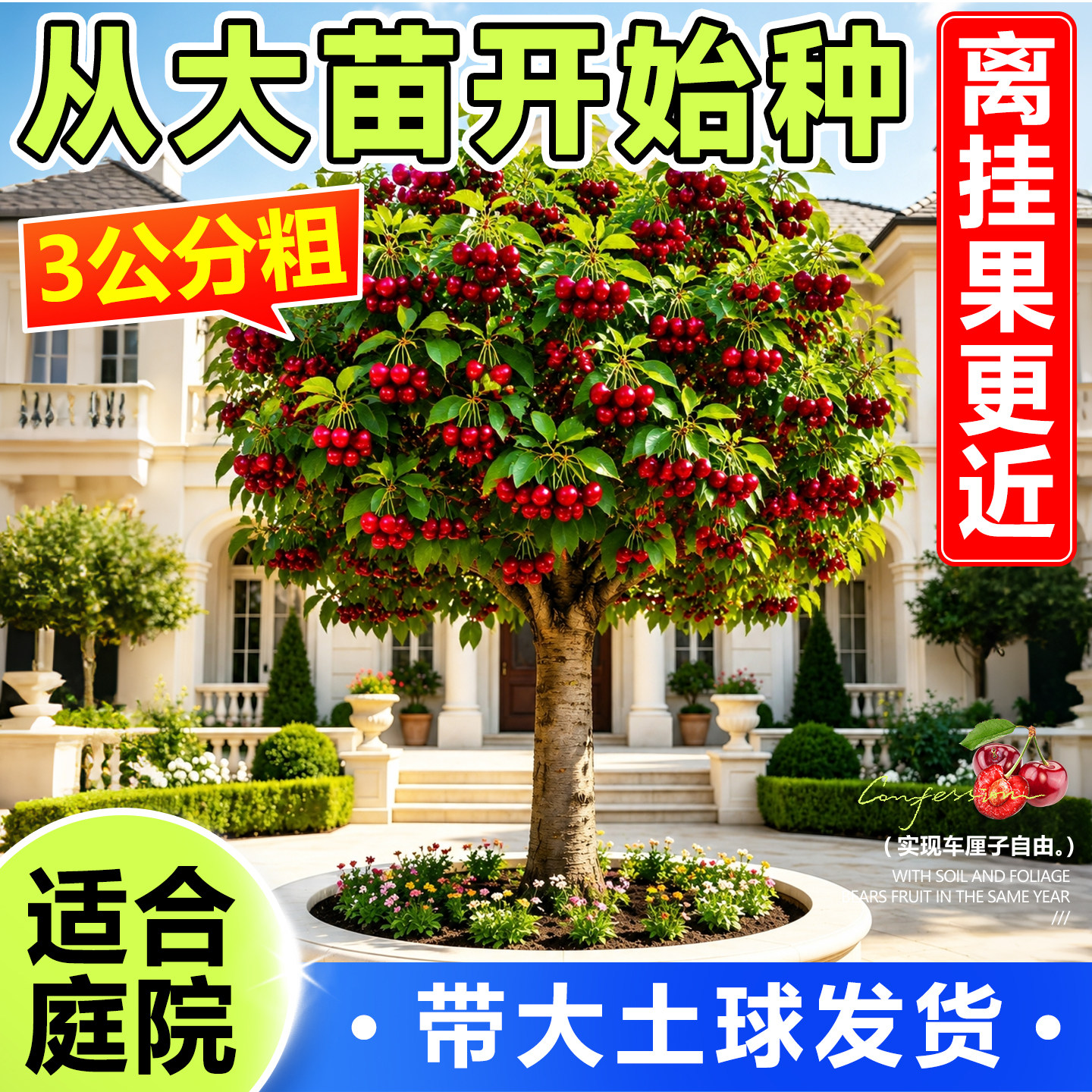 特大车厘子树苗黑珍珠樱桃树苗矮化嫁接果树庭院南北方种植带土球