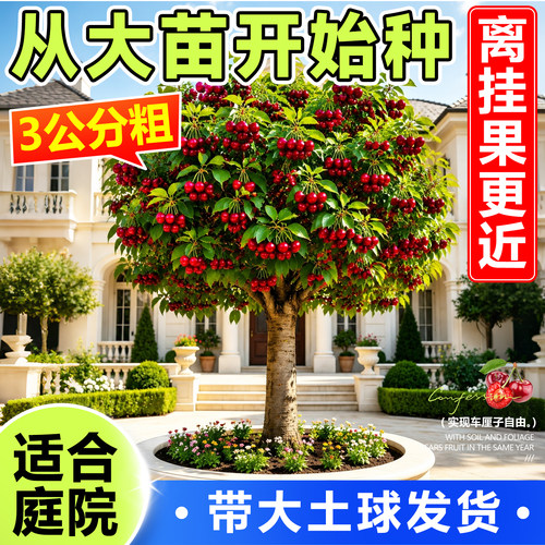 特大车厘子树苗带土球