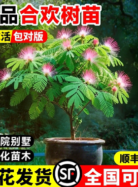 合欢花树苗绒花树庭院地栽盆栽室外风景树耐寒旱工程地栽大树乔木