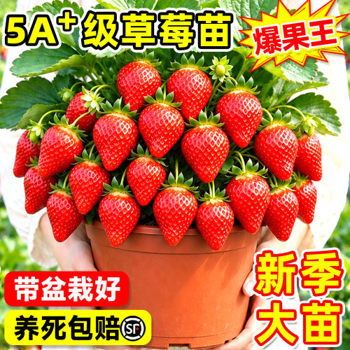 优质草莓带杯大苗脱毒高产