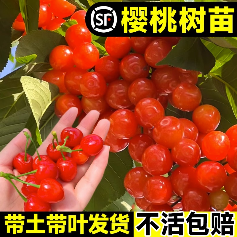 樱桃树苗矮化车厘子树苗大樱桃树庭院名贵南北方种植果树果苗盆栽