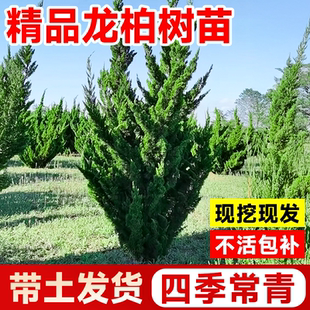 龙柏树苗火焰松柏龙松树苗小龙柏绿化耐寒行道树风景大树四季青青