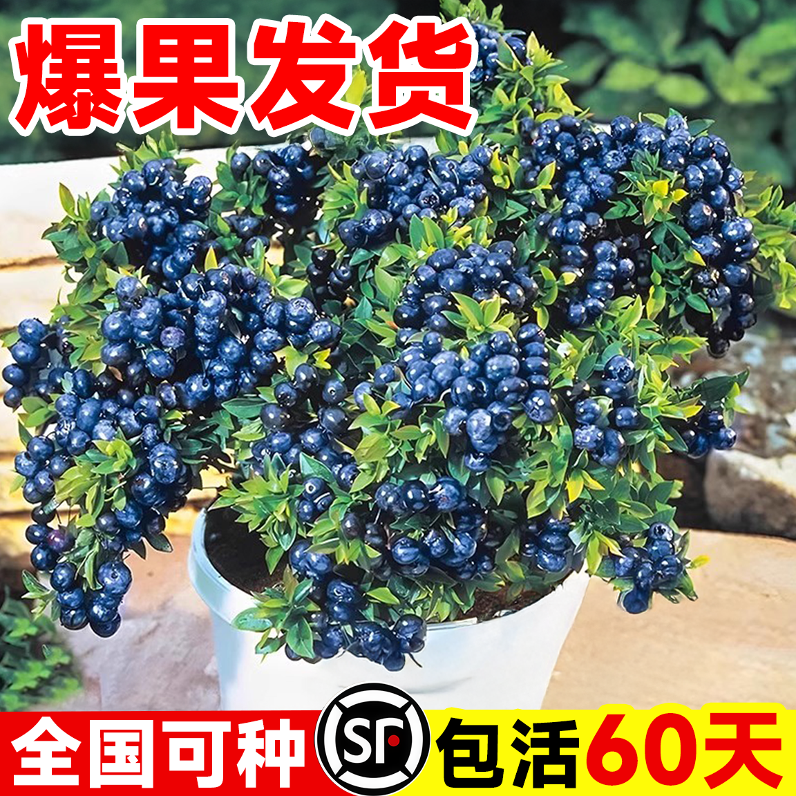 蓝莓树果苗蓝莓苗盆栽带果南北方耐寒庭院种植室内阳台四季好养活,鲜花速递/花卉仿真/绿植园艺,果树,淘宝优惠券,粉丝福利购,淘宝优惠卷
