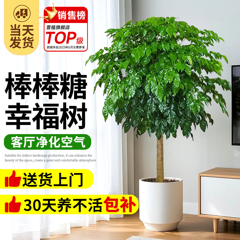 棒棒糖幸福树大型绿植客厅办公室