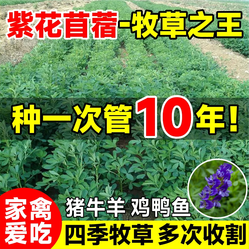 紫花苜蓿草种籽大叶牧草种子兔草鱼草鸡鸭鹅羊牧畜食用四季多年生