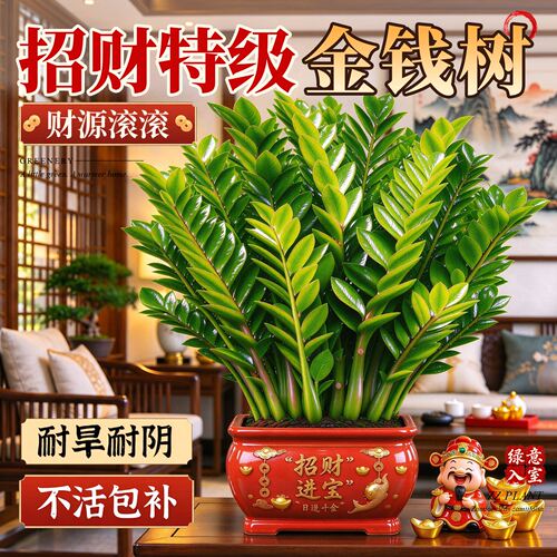 金钱树盆栽办公室绿植桌面特级发财钱串子四季好养客厅室内绿植物