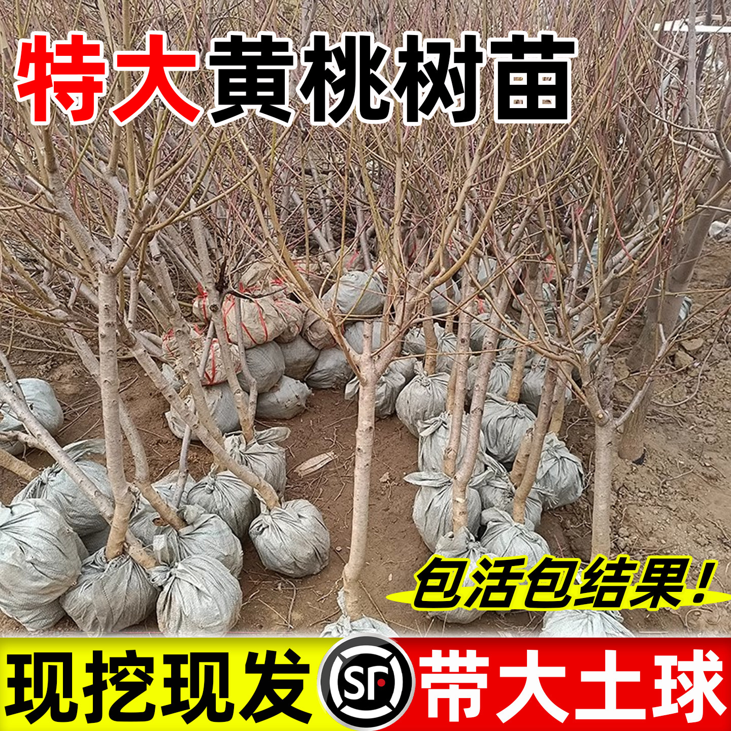 新品种黄桃树苗特大冬黄桃树苗水果苗嫁接晚熟超甜南北方种植带土
