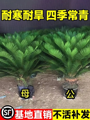 铁树盆栽小树苗大盆景苏铁开花公母一对门口客厅室内绿植好养植物