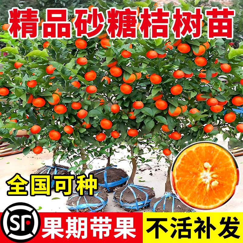 沙糖桔子树苗砂糖橘子盆栽果树金桔水果南方北方种植带果柑橘果苗