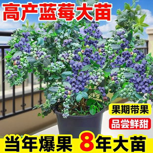 特大蓝莓树果苗盆栽耐寒F6奥尼尔薄雾L25当年结果室内外南北种植
