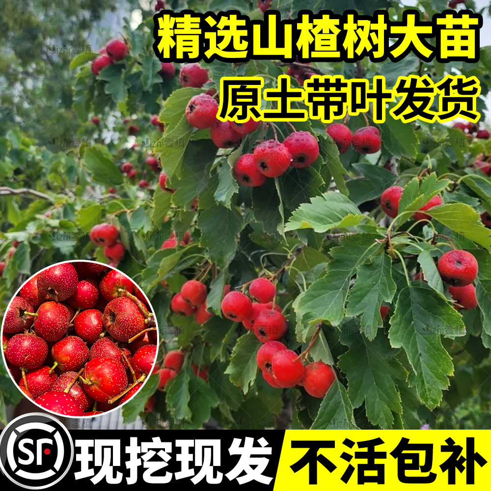 山楂树嫁接果苗现挖现发不活包补