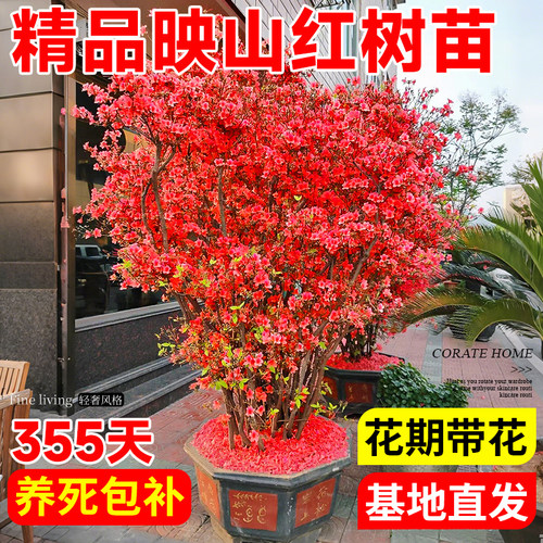 映山红老桩盆栽带苞耐寒好养