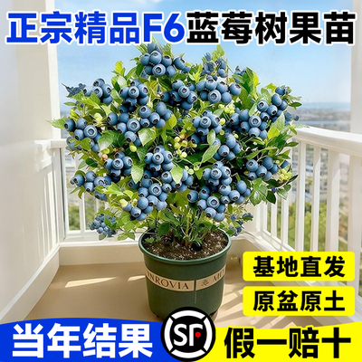 正宗F6蓝莓树果苗盆栽当年结果