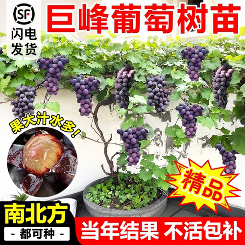 耐寒巨峰葡萄苗庭院盆栽地栽无籽
