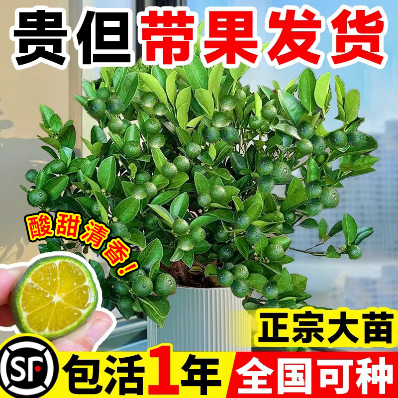 小青柠树苗海南桔金香水檬