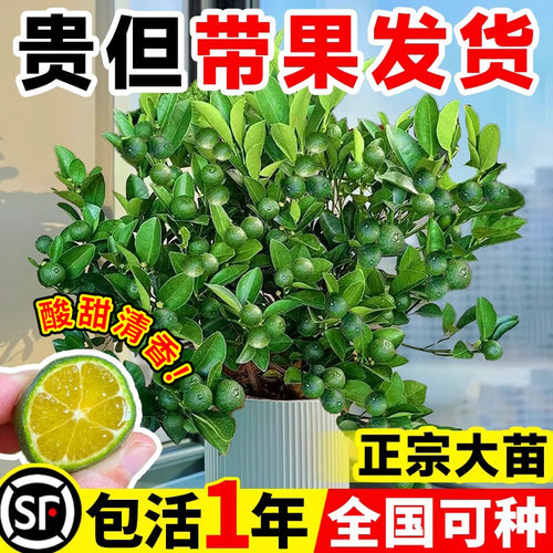 小青柠树苗海南桔金香水檬
