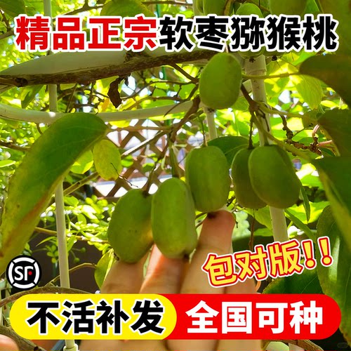 软枣猕猴桃果苗全国可种盆栽地栽