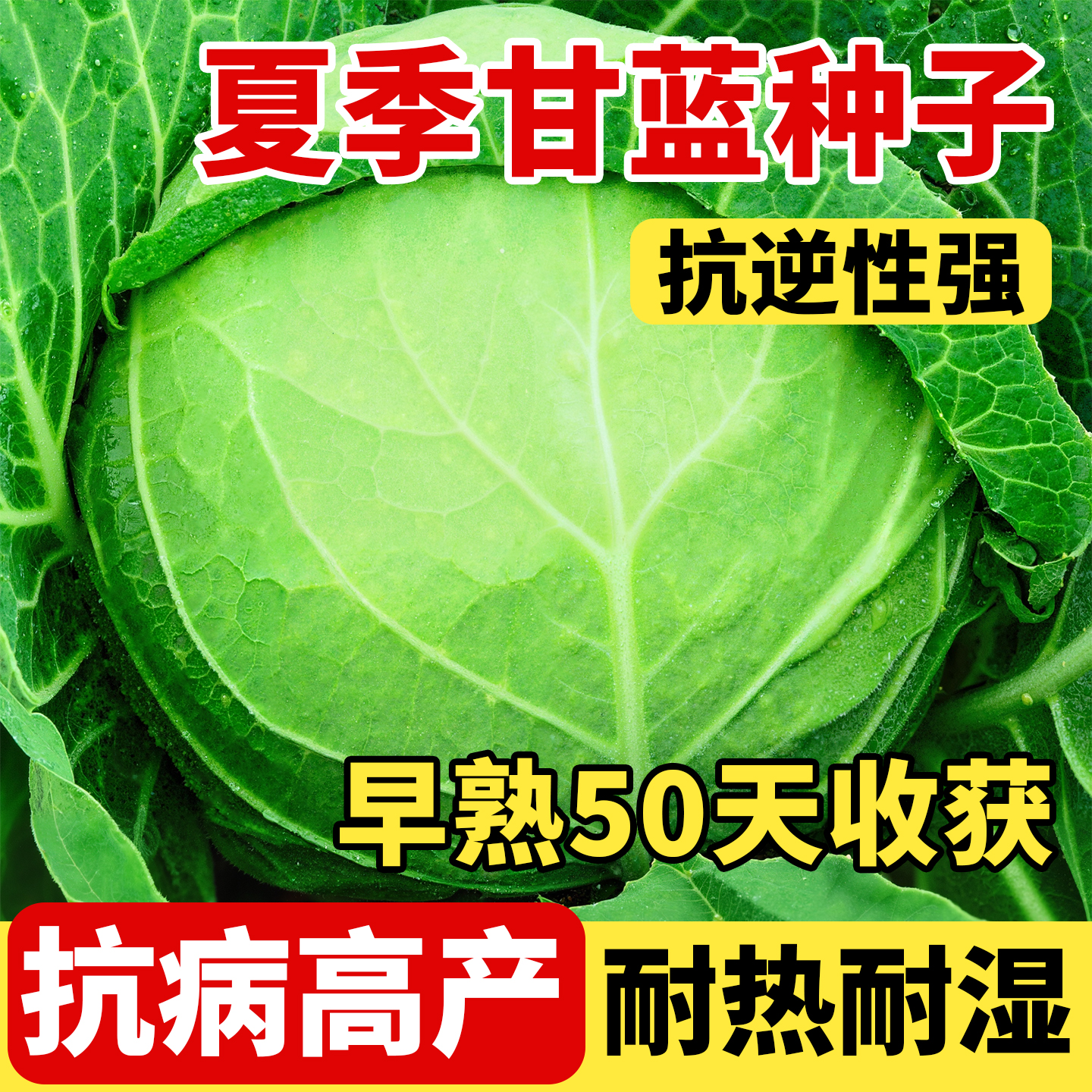夏季甘蓝种子耐热包心菜甜脆绿秋季包菜水果甘蓝籽种大全蔬菜种子