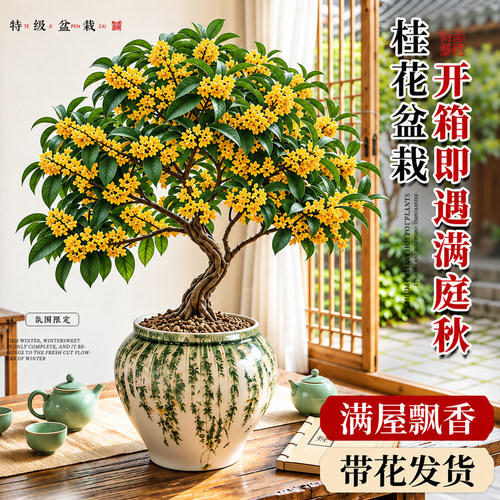 5A级桂花树盆栽不活包赔