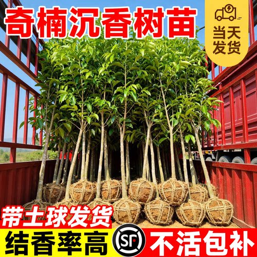 正宗名贵沉香树苗海南奇楠沉香树