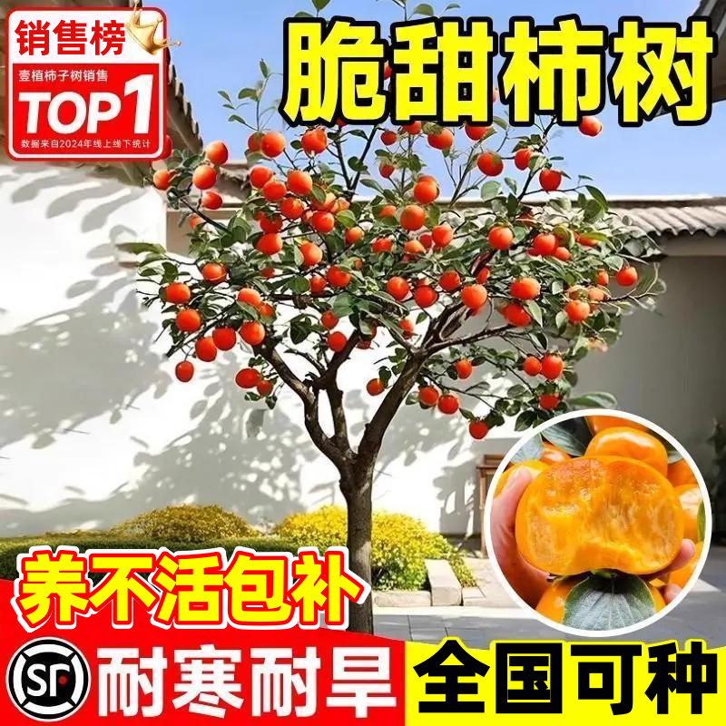 太秋脆甜柿子树苗庭院树北方耐寒