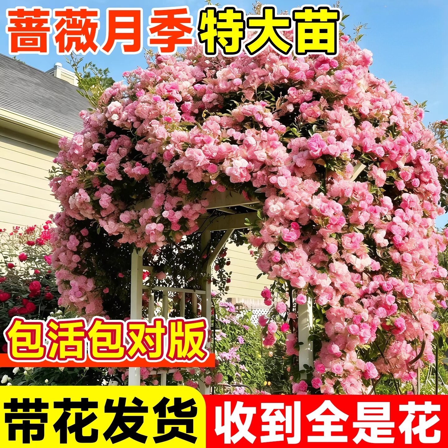 耐寒藤本月季大苗爬墙耐热盆栽图片