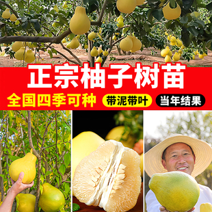 正宗沙田柚子树苗嫁接特大三红蜜柚水果树南北方四季种植当年结果