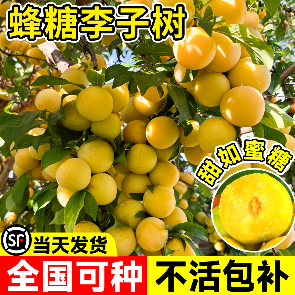 蜂糖李子树苗正宗嫁接特大号三华李果苗晚熟青脆李南北方庭院种植