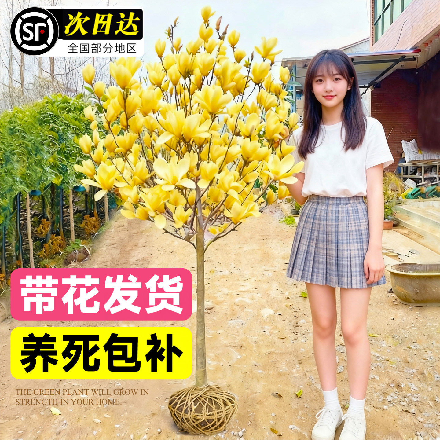 黄玉兰花树苗带花苞红白紫广大玉兰树庭院地栽盆栽植物四季开花卉