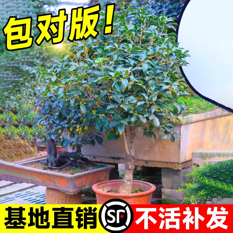 嫁接矮桩桂花树苗四季桂盆栽八月桂花苗金桂开花浓香丹桂花卉植物