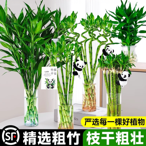 富贵竹水培植物办公桌四季盆栽
