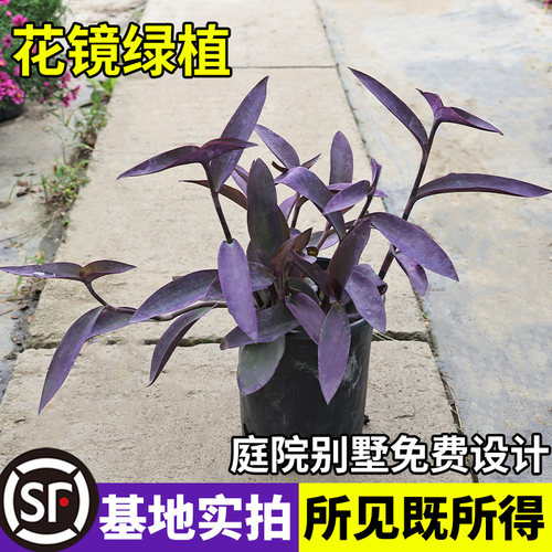 紫竹梅养死包补基地直销
