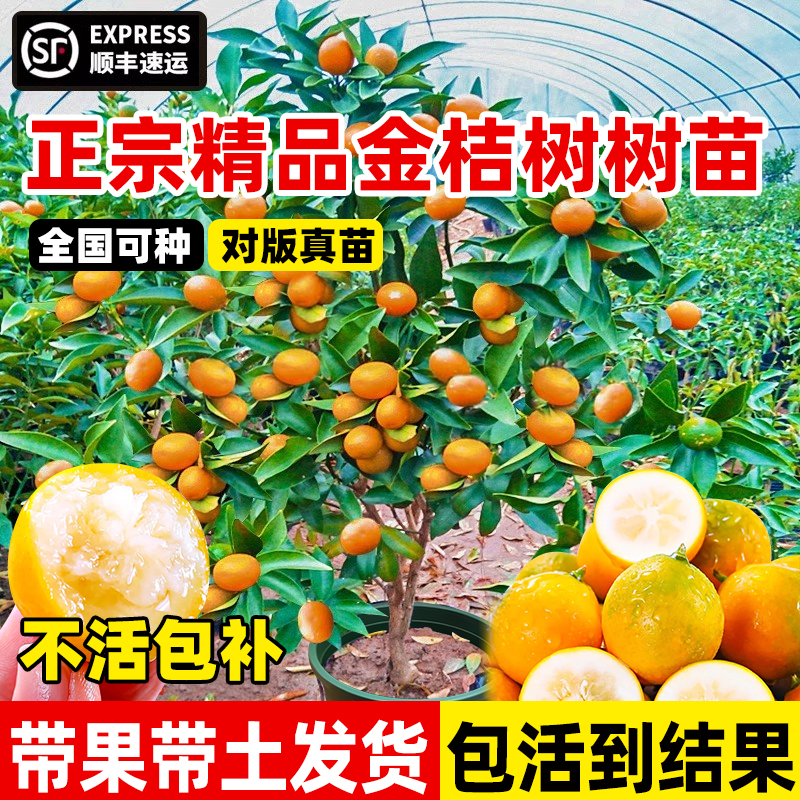正宗脆皮金桔带果发货嫁接盆栽苗