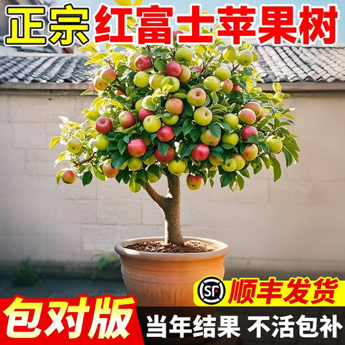 红富士苹果树苗南北方庭院种植