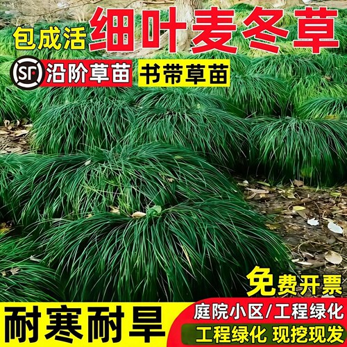 细叶麦冬草苗沿阶草书带草四季常