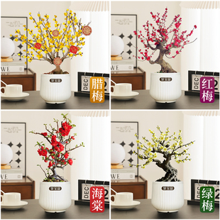 素心腊梅花树苗老桩盆栽室内桌面花卉矮化红梅绿梅年宵花四季开花
