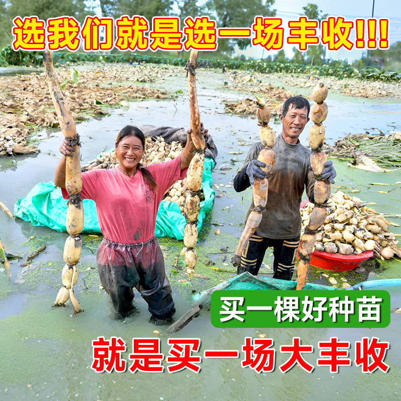 莲藕苗种可食用脆藕粉藕藕苗种根种子菜莲莲子荷花苗池塘田地大型