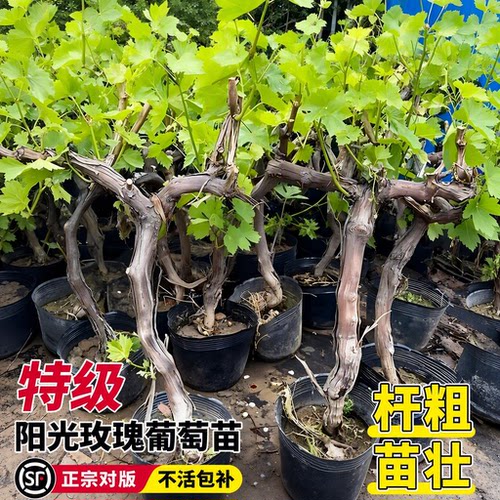阳光玫瑰特大葡萄树苗庭院种植