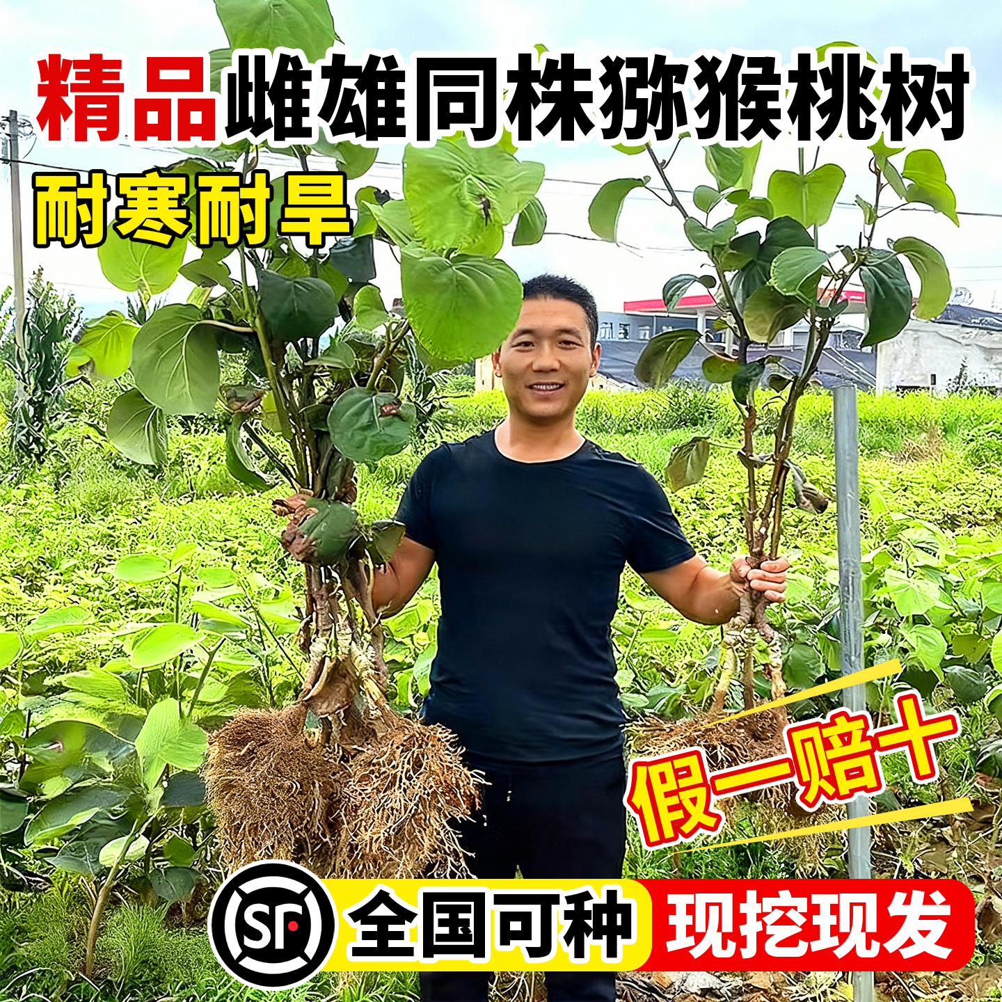 猕猴桃树公母同株耐寒耐旱红心