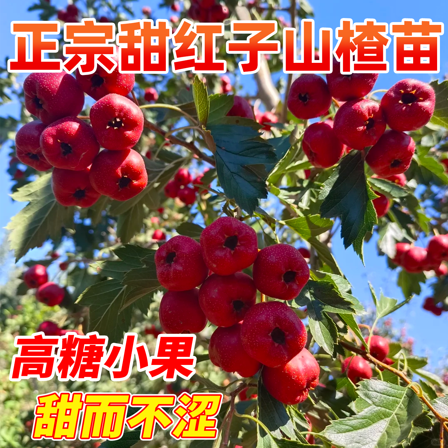 正宗甜红子山楂树活苗嫁接果苗