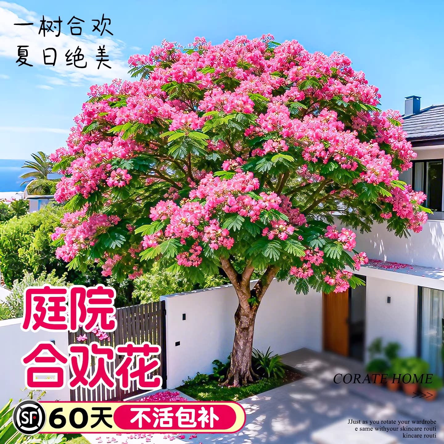 合欢花树苗绒花树行道风景庭院耐寒旱工程绿化乔木南北方种植大树