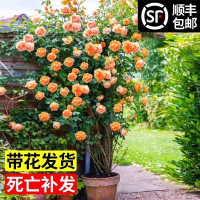 夏洛特夫人藤本月季四季爬藤植物