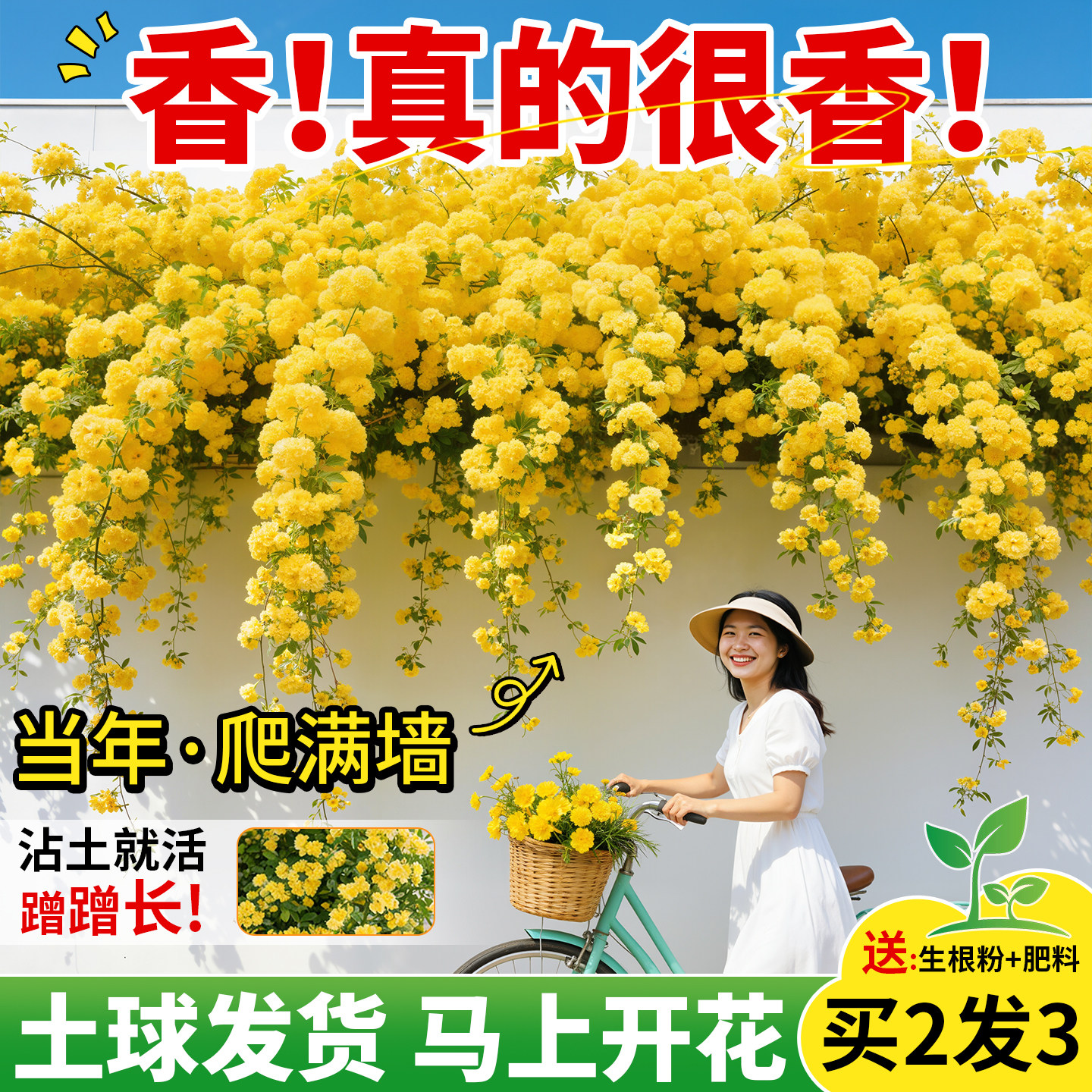 重瓣黄木香花苗四季开花爬藤老桩图片