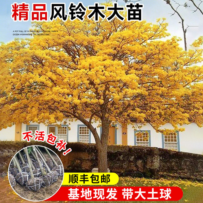 黄花风铃木树苗紫花四季庭院别墅