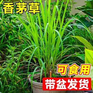 香茅草苗盆栽新鲜驱蚊柠檬草苗室内阳台可食用薄荷香草绿植物调料