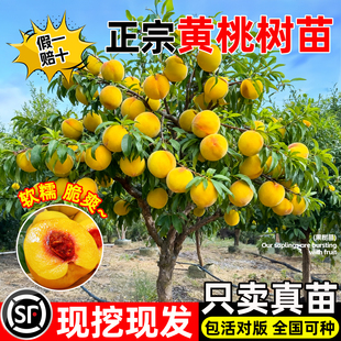 黄桃树果苗正宗对版嫁接桃树苗带土球分枝南北方庭院种植当年结果