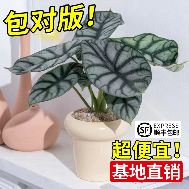 白犀牛海芋盆栽水培植物四季好养