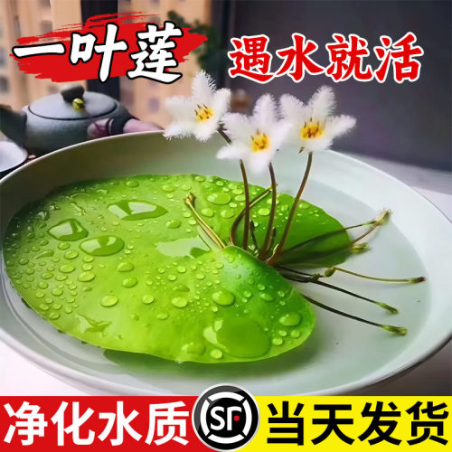 水培一叶莲浮萍迷你水草