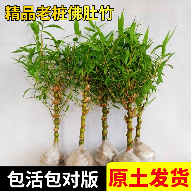 老桩佛肚竹盆栽丛生罗汉竹
